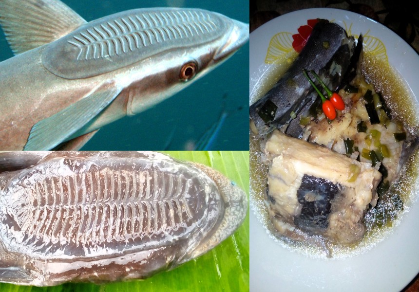 Likanzi ou peixe boleia (Echeneis naucrates): entre mistérios e peculiaridades de um marisco