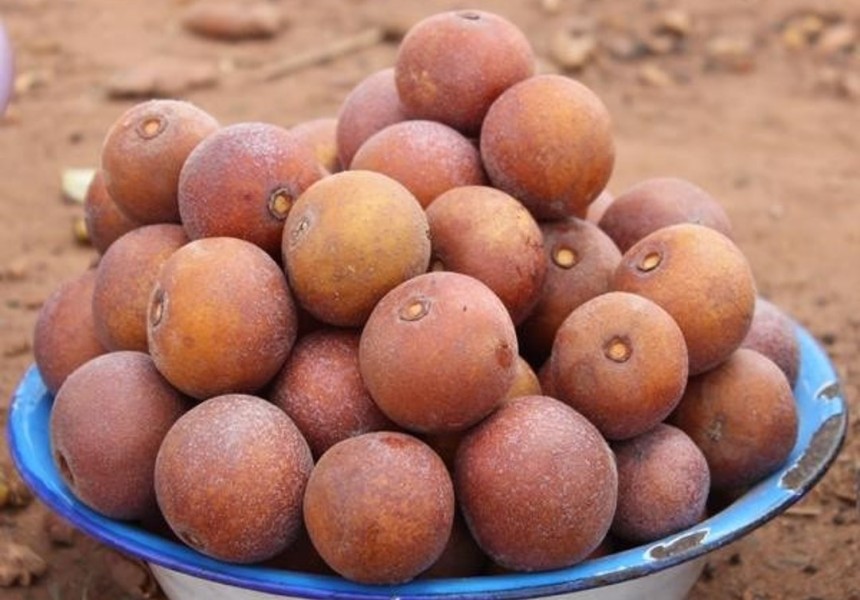 Masuko ou makunapa: a fruta-ícone da selva do Norte de Moçambique