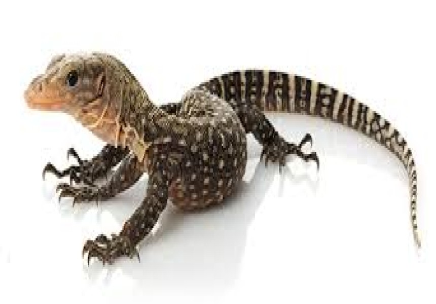 Mphenembe ou “Lagarto monitor”: a exótica iguaria do Chinde