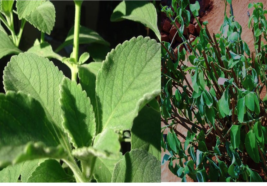 Boldo ou nakhunyunyu (Plectranthus barbatus): o poder ancestral para primeiros socorros e cura